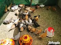 Chickens — 照片 1