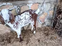 Goat, Beetal goats — photo 5