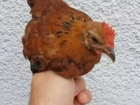 Chickens — 2. fotó