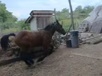 Horse (M), Horses — photo 1