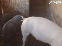 Eber, Schweine — Foto 3
