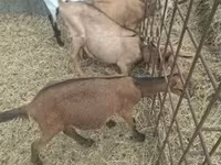 公山羊, Goats — 照片 8