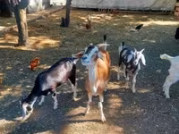 公山羊, Nubian Goat — 照片 5