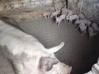 सूअर (लॉट, लिंग निर्दिष्ट नहीं), सूअर — फ़ोटो 1