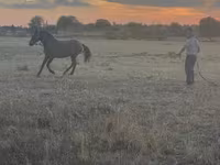 公马, Horses — 照片 5