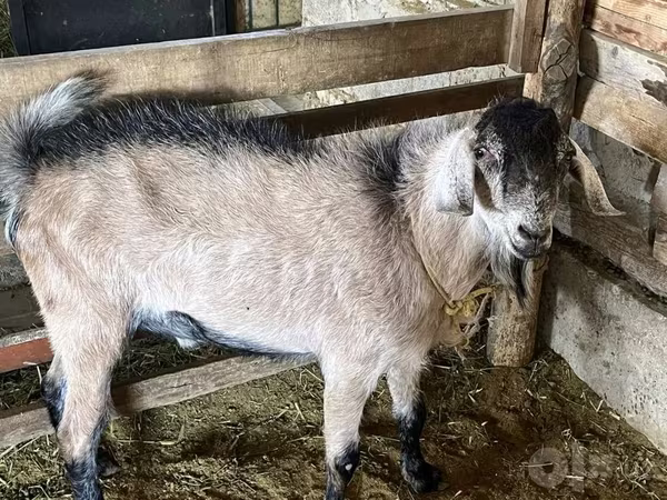 Ziegenbock, Ziegen