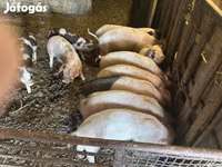 Pigs (batch, sex not specified), Pigs — photo 2