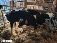 Toro, Russian Black pied cattle — foto 1