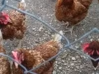 Chickens — foto 3