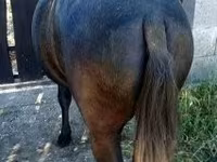 公马, Horses — 照片 3