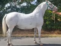 Yegua, Lipizzaner — foto 3