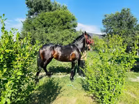 घोड़ा, Swedish warmblood horse — फ़ोटो 4