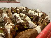 Rinder (Partie, Geschlecht nicht angegeben), Simmental cattle — Foto 3