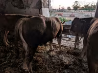 ثور, الماشية — الصورة 5