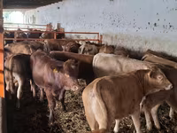 Toro, Simmental cattle — foto 4
