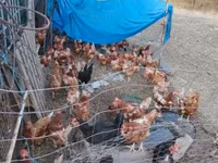 gallina danesa — foto 1