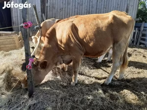 Tehén, Simmental cattle — Magyarország