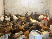 Chickens — foto 5