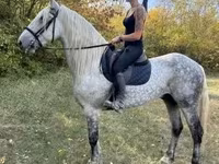 公马, Andalusian horse — 照片 4