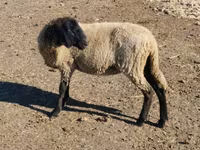 母羊, Tsigai sheep — 照片 5