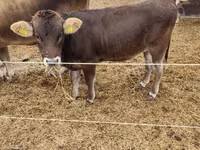 Vaca, Raza carpatiana marrón — foto 1