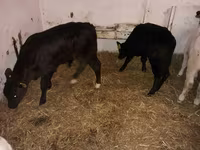 Bika, Aberdeen-Angus — 1. fotó