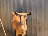 Goat, Goats — photo 2
