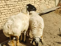 भेड़, भेड़ — फ़ोटो 1