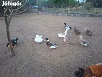 Ducks — 照片 8
