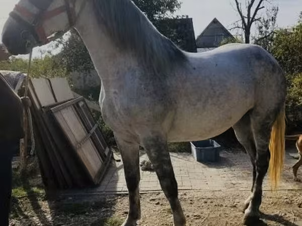 Kanca, Andalusian horse — Magyarország