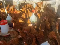 Chickens — Foto 1