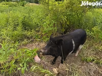 Säue, Schweine — Foto 4