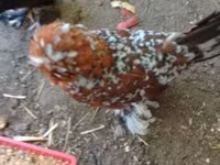 Chickens — photo 1