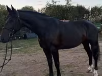 فرس, Dutch warmblood horse — الصورة 1