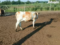 Vaca, Simmental cattle — foto 7