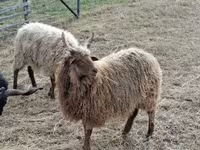 Ram, Racka sheep — photo 1