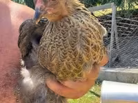 Brahma — photo 3
