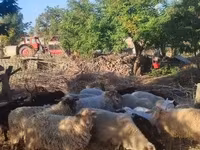 Sheep (batch, sex not specified), Dorper sheep — photo 3