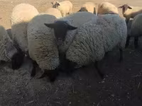 Kos, White Suffolk sheep — 3. fotó