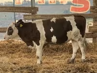 ثور, Russian Black pied cattle — الصورة 1