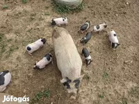 Boar, Вьетнамская вислобрюхая — photo 8