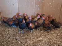 Chickens — 1. fotó