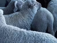 Schaf, Merino sheep — Foto 1