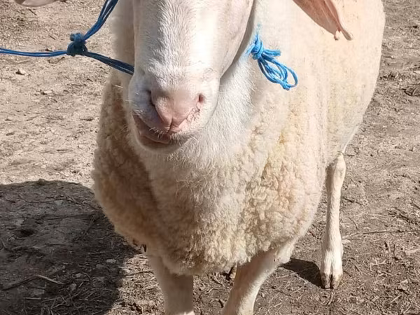 Kos, Assaf sheep
