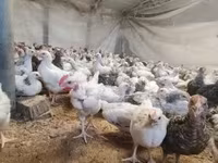 Chickens — 照片 6