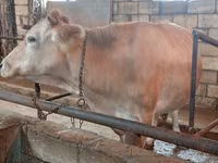 Tehén, Simmental cattle — 1. fotó