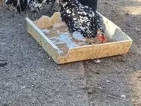 gallina danesa — foto 2