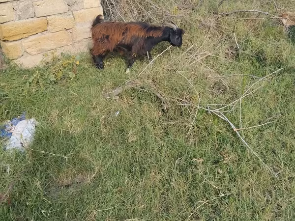 Cabra, Cabras