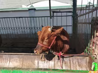 Cattle (batch, sex not specified), Cattle — photo 5