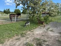 母山羊, Goats — 照片 3